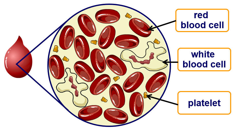 what are the cellular components of blood explain